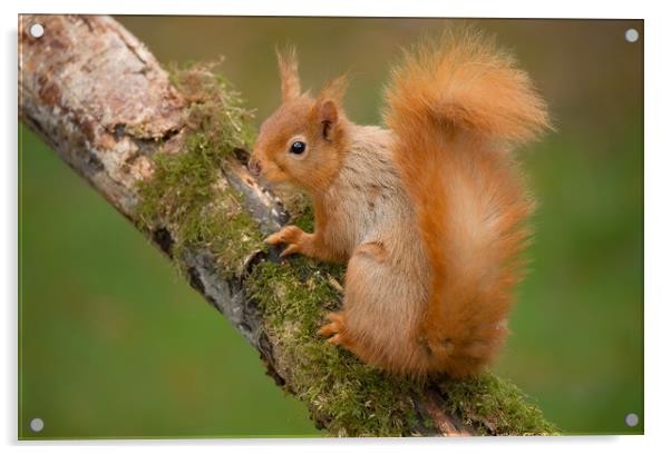 Red Squirrel on Branch Acrylic by Matt Johnston