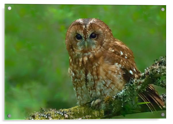 Tawny Owl Acrylic by Matt Johnston