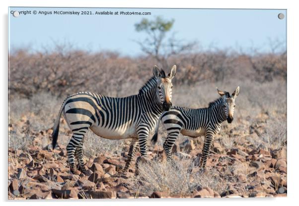 Female mountain zebra with foal, Namibia Acrylic by Angus McComiskey