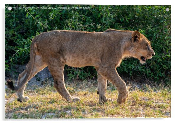 Young male African lion Botswana Acrylic by Angus McComiskey