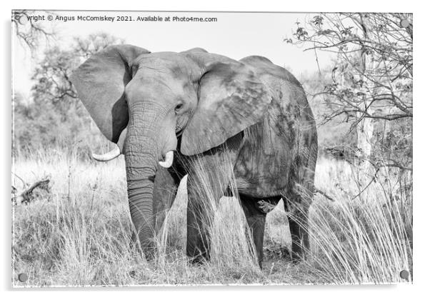 Mature bull elephant in grassland, Botswana mono Acrylic by Angus McComiskey