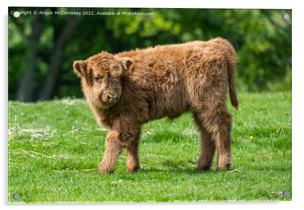 Highland calf Acrylic by Angus McComiskey