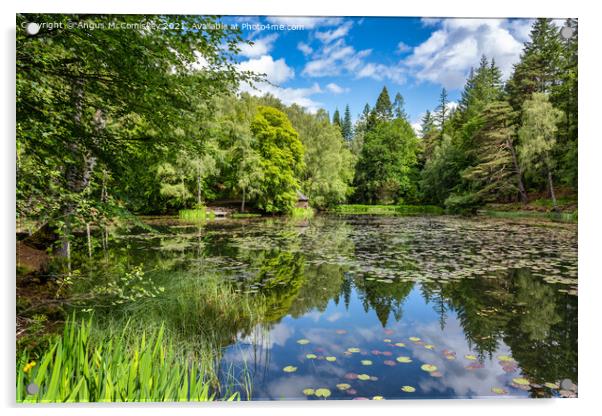 Water lilies on Loch Dunmore in Faskally Forest Acrylic by Angus McComiskey