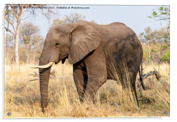 African elephant bull in grassland, Botswana Acrylic by Angus McComiskey