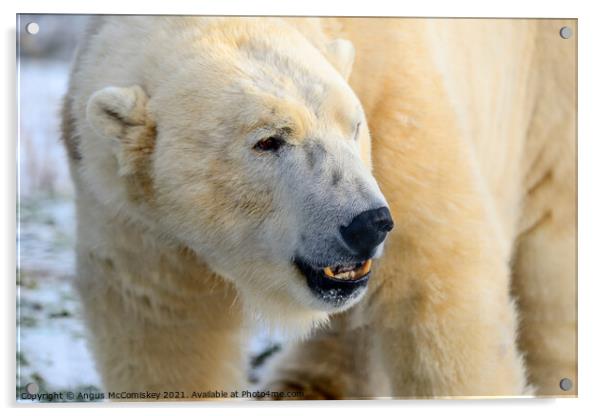 Male polar bear close up Acrylic by Angus McComiskey