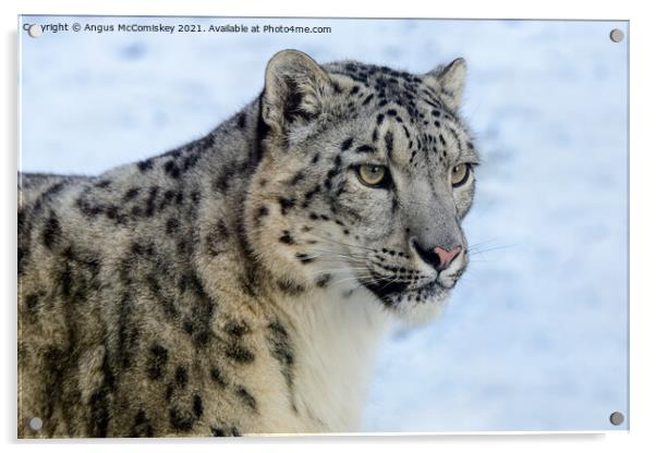 Snow leopard portrait #2 Acrylic by Angus McComiskey