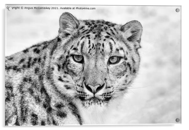 Snow leopard face to face mono Acrylic by Angus McComiskey