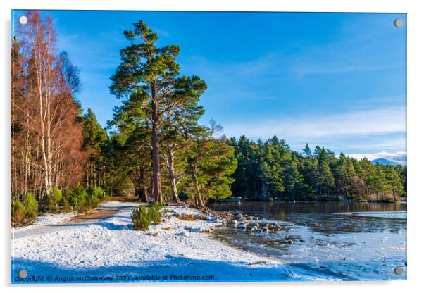 Loch an Eilein forest walk winter Acrylic by Angus McComiskey