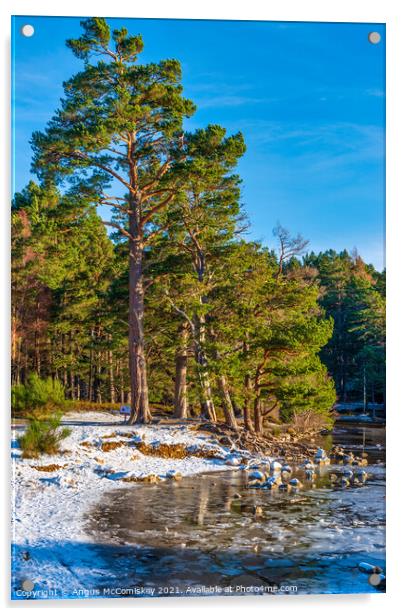 Loch an Eilein in winter Acrylic by Angus McComiskey