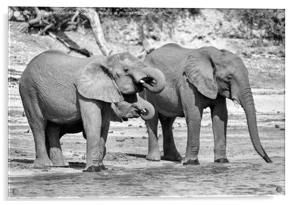 Elephants on bank of Chobe River in Botswana mono Acrylic by Angus McComiskey