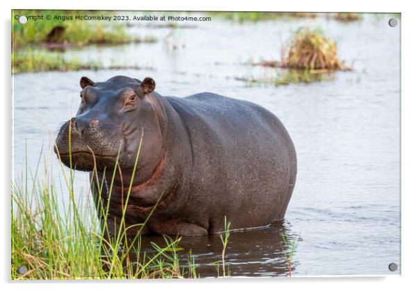 Defiant hippo, Okavango Delta, Botswana Acrylic by Angus McComiskey