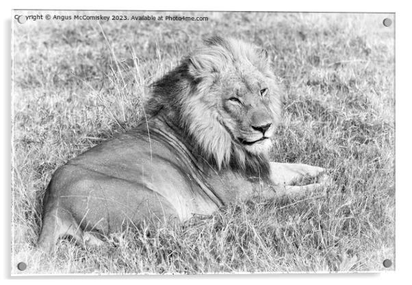 Male lion Botswana (monochrome) Acrylic by Angus McComiskey