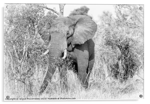 Mature bull elephant in grassland, Botswana mono Acrylic by Angus McComiskey