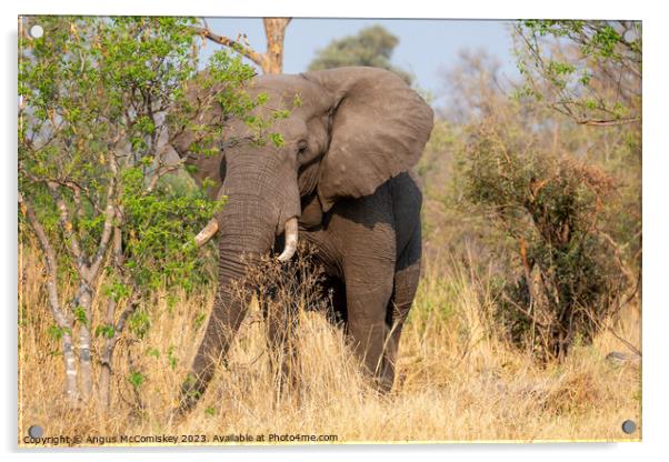Mature bull elephant in grassland, Botswana Acrylic by Angus McComiskey