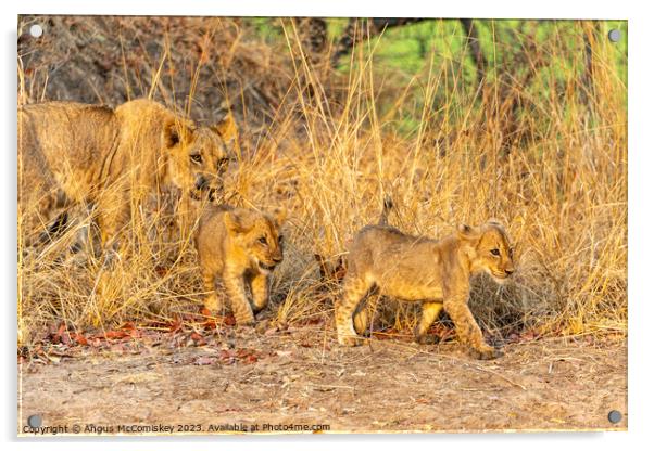 Lioness with cubs Zambia Acrylic by Angus McComiskey