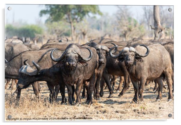 Curious cape buffalo, Zambia Acrylic by Angus McComiskey