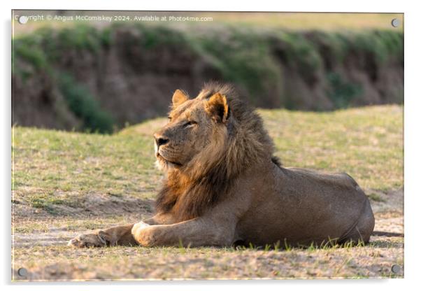 Majestic male lion at sunrise, Zambia Acrylic by Angus McComiskey