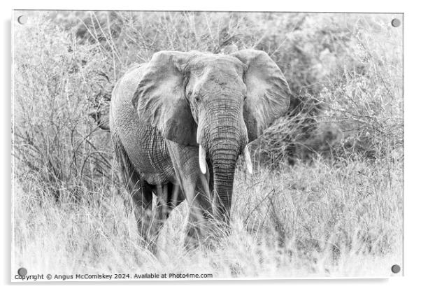 African bull elephant in grassland, Zambia Acrylic by Angus McComiskey