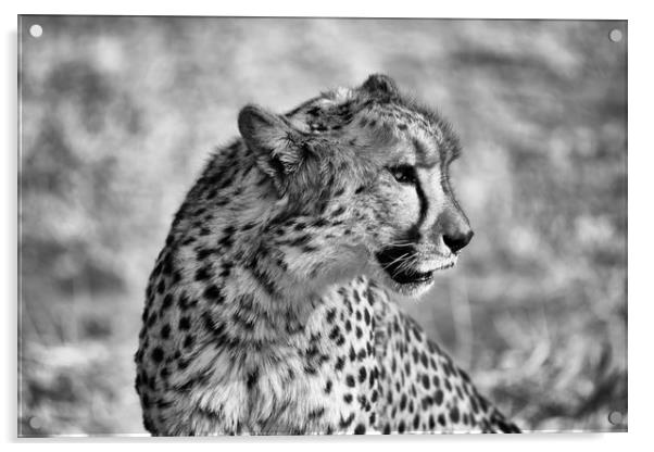 Portrait of a cheetah sitting Acrylic by Angus McComiskey