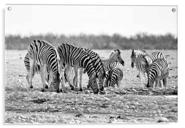 Herd of Burchell's zebra drinking at waterhole Acrylic by Angus McComiskey