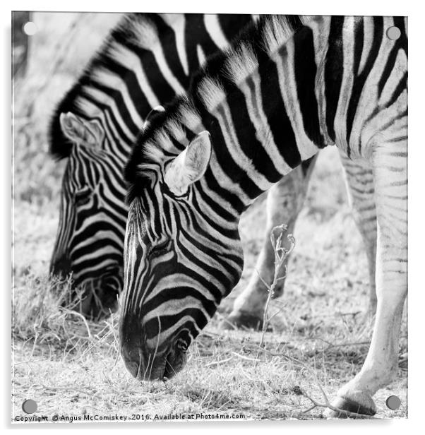 Zebras grazing Acrylic by Angus McComiskey