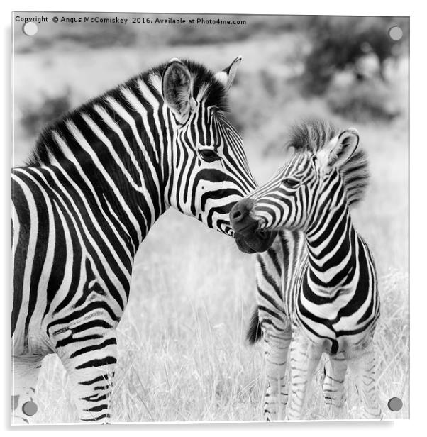 Female zebra with foal Acrylic by Angus McComiskey