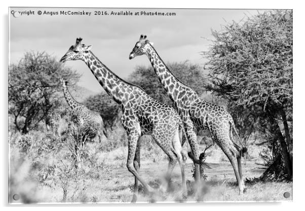 Giraffes browsing acacia trees mono Acrylic by Angus McComiskey