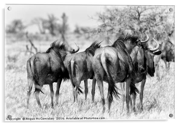 Retreating wildebeest Acrylic by Angus McComiskey