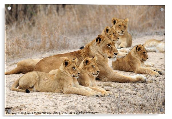 Lioness with cubs Acrylic by Angus McComiskey