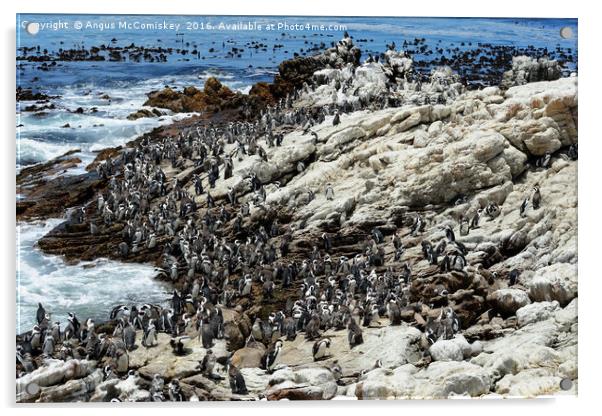 Jackass penguin colony Acrylic by Angus McComiskey