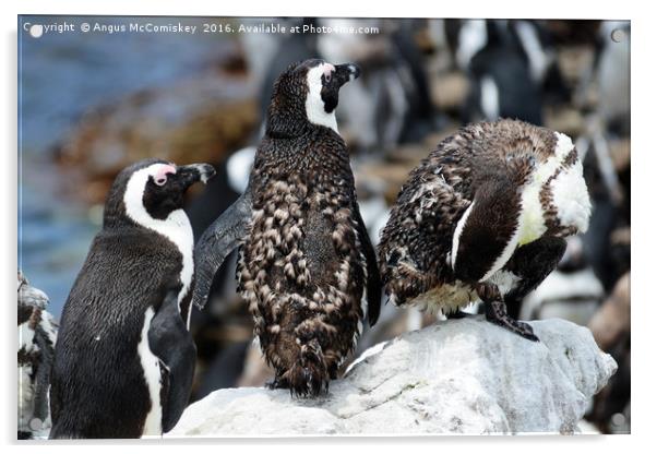 Juvenile jackass penguins with moulting feathers Acrylic by Angus McComiskey