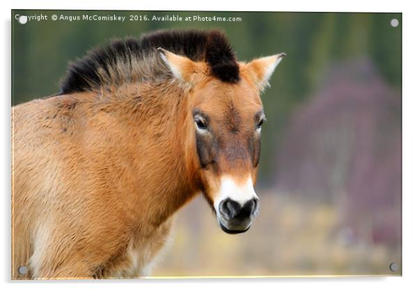 Portrait of a Przewalski's Horse Acrylic by Angus McComiskey