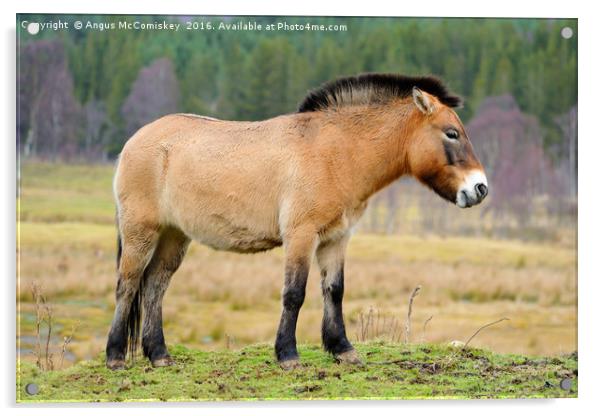 Przewalski's Horse Acrylic by Angus McComiskey