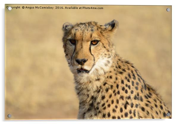 Cheetah portrait Acrylic by Angus McComiskey