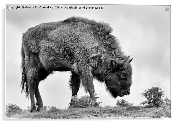 Lone European bison mono Acrylic by Angus McComiskey