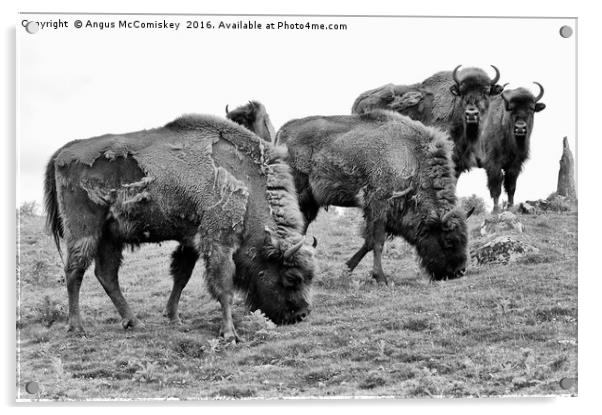 Group of European bison mono Acrylic by Angus McComiskey