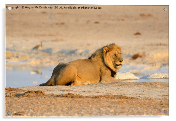 King of the waterhole Acrylic by Angus McComiskey