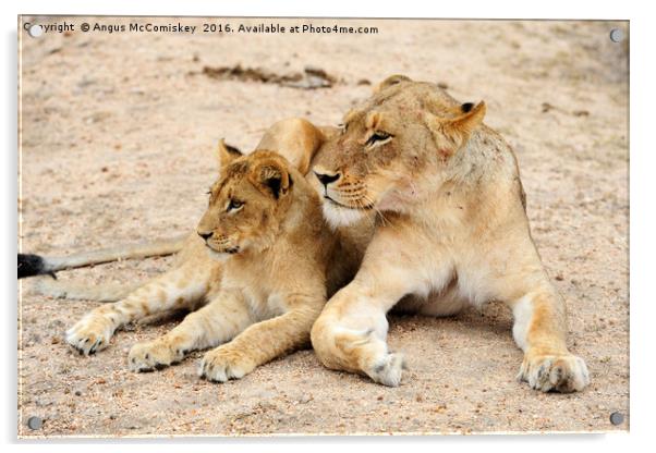 Lioness with cub Acrylic by Angus McComiskey