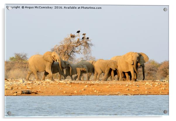 Herd of elephants with vultures at the waterhole Acrylic by Angus McComiskey