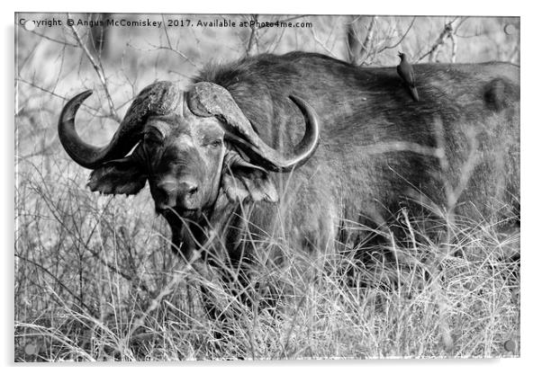 Cape buffalo in bush (mono) Acrylic by Angus McComiskey