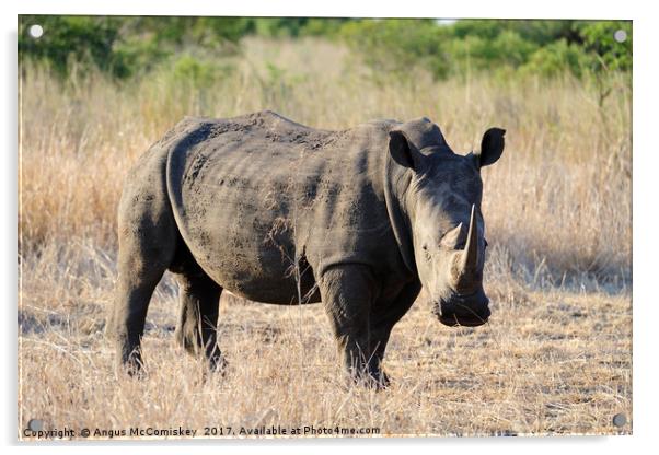 White rhino in bush Acrylic by Angus McComiskey