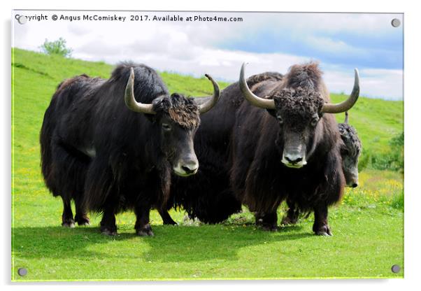 Shaggy haired yaks Acrylic by Angus McComiskey