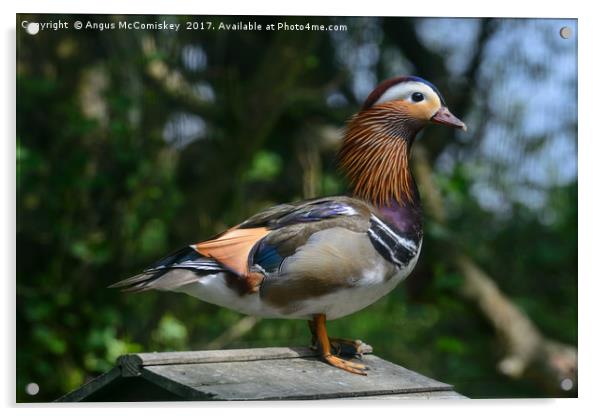 Mandarin duck Acrylic by Angus McComiskey