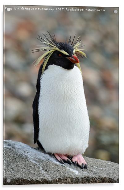 Rockhopper penguin Acrylic by Angus McComiskey