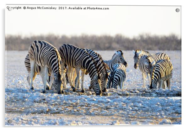 Zebras drinking at waterhole at first light Acrylic by Angus McComiskey