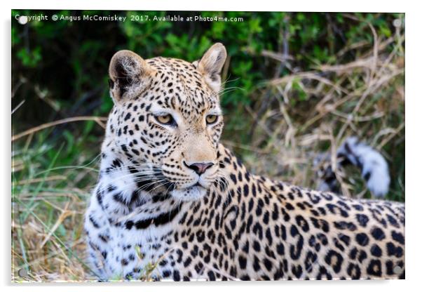 Leopard portrait Botswana Acrylic by Angus McComiskey