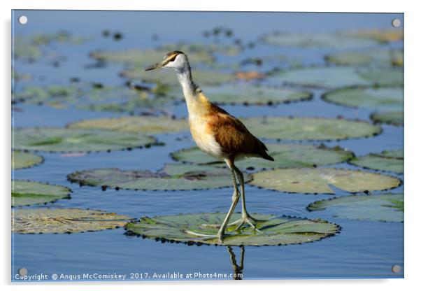 African Jacana Acrylic by Angus McComiskey