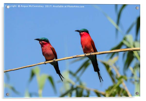 Pair of Southern Carmine Bee-eaters on branch Acrylic by Angus McComiskey