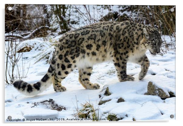 Snow Leopard Acrylic by Angus McComiskey