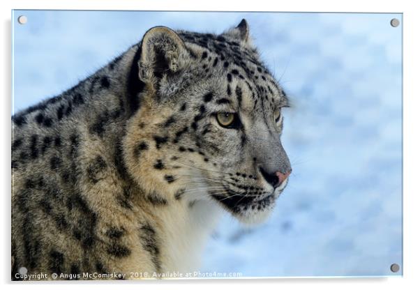 Snow leopard portrait Acrylic by Angus McComiskey